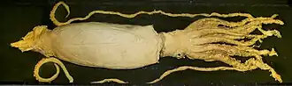 #442 (26/1/2001), Giant squid caught by trawl off Sandy Cape, Tasmania, on 26 January 2001, on display at Melbourne Museum