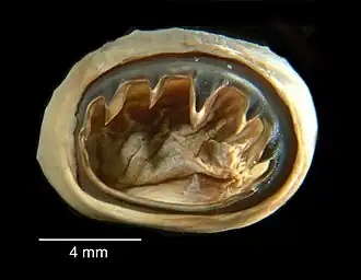 # (1870?), Preserved sucker (oral view) of the Architeuthis megaptera type specimen from Nova Scotia. Deposited at Yale's Peabody Museum of Natural History.