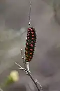 Larva in Jerusalem