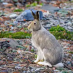 Gray hare sitting on rocks