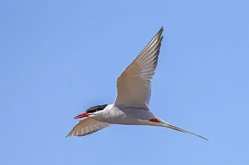 adult
