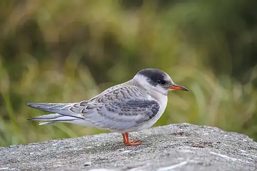 juvenile
