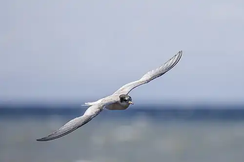 juvenile