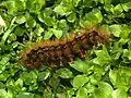 Caterpillar
