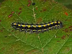 Caterpillar