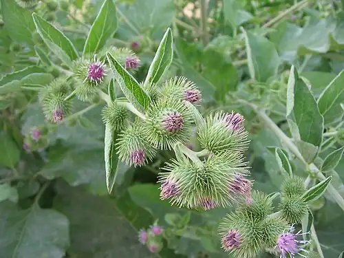 Flower buds