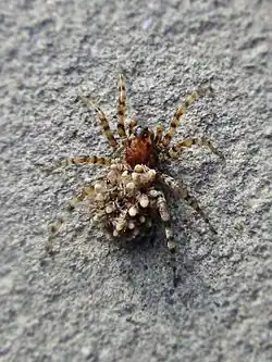 A. perita with spiderlings