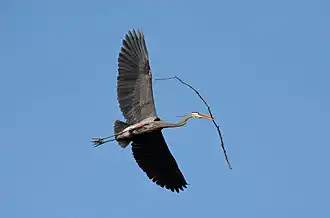Image 7A great blue heron (Ardea herodias) flying with nesting material in Illinois. There is a colony of about twenty heron nests in trees nearby. Image credit: PhotoBobil (photographer), Snowmanradio (upload), PetarM (digital retouching) (from Portal:Illinois/Selected picture)
