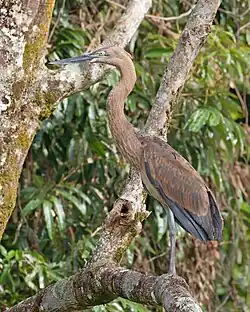 Juvenile A. s. mathewsae, Daintree