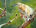 Squacco heron (watercolour on paper)