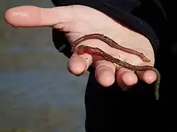 Lugworm