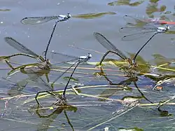 Powdered dancer males hover-guarding