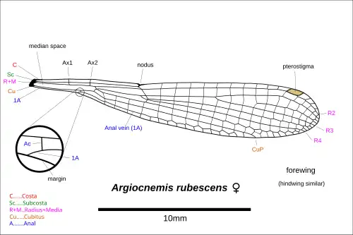 Illustration of wing with inset depicting the anal vein (1A) leaving the margin on the basal side of the anal crossing vein (Ac). This is a characteristic of the genus.