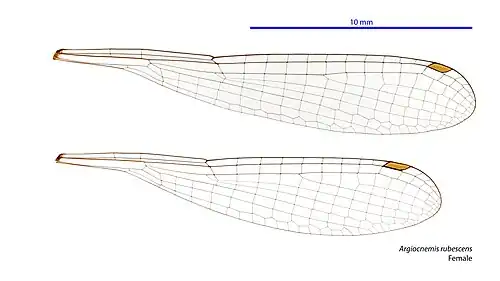 Photo of female wings