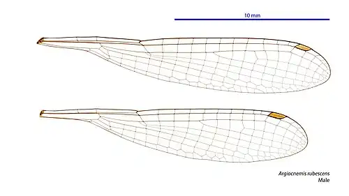 Photo of male wings