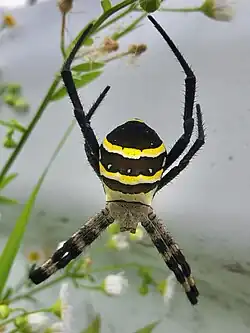 Argiope amoena