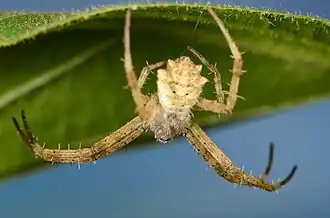 juvenile female