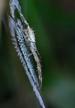 juvenile female