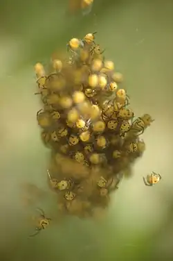 Newly hatched spiderlings