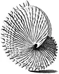 One of the earliest known depictions of A. nodosus, from Index Testarum Conchyliorum (1742) by Niccolò Gualtieri