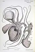 Female A. nodosus with eggcase removed