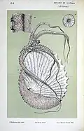 Knobbed Argonaut (Argonauta nodosa), with egg-case.