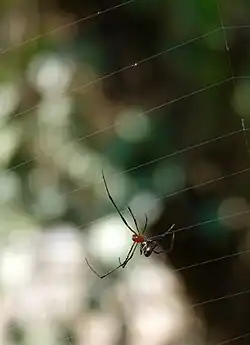 Argyrodes flavescens, a kleptoparasite found on the web of A. pulchella