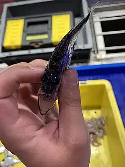 Dorsal view, showing the tubular, dorsally-directed eyes and the dark dorsal colouration, as well as the extreme lateral compression seen in sternoptychine hatchetfish.