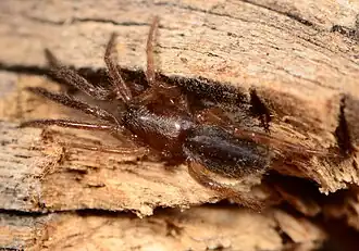 juvenile female