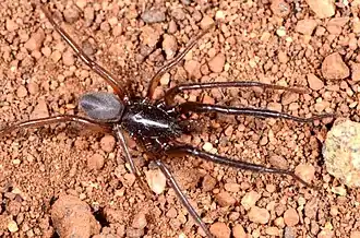 male Ariadna corticola