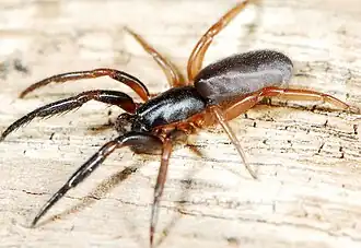 female A. umtalica