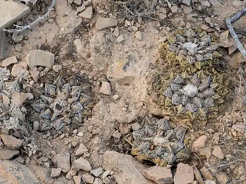 Habitat in Langtry, Texas
