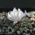 White flower form