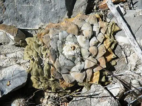 Plant growing in habitat near Ranch San Rafael, Nuevo Leon