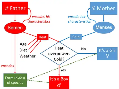 Image 38Aristotle's model of transmission of movements from parents to child, and of form from the father. The model is not fully symmetric. (from History of genetics)