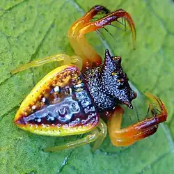 "Arkys cornutus"