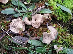 Arrhenia spathulata