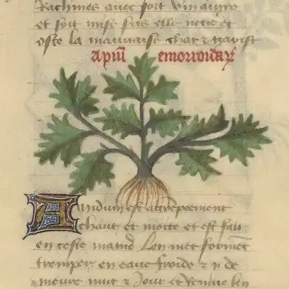 Livre des simples médecines (ms. 2888 from the Bibliothèque de l'Arsenal, Paris): the image of the plant no longer has any descriptive value.