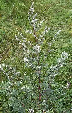 Artemisia, Taymyr lowlands 24,000–10,300 YBP, Yakutia 22,500 YBP, Alaska and the Yukon 15,000-11,500 YBP