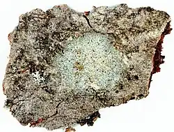 Arthonia caesia