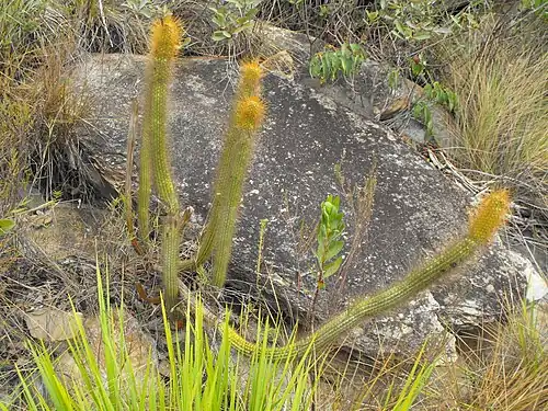 Arthrocereus melanurus odorus growing in Serra do Cipó, Santana do Riacho - State of Minas Gerais, Brazil