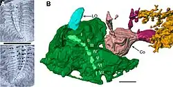 Detail of the smaller of two exceptionally preserved Arthropleura fossils from Montceau-les-Mines (France), showing the head region (including the antennae and stalked eyes), from Lhéritier et al. (2024).