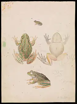 Growling Grass Frog (Litoria raniformis).