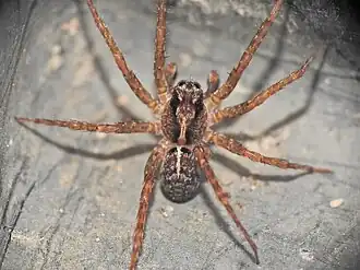 A. grahammilledgei