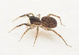 A. howqaensis