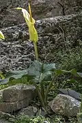 A. creticum
