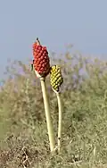 A. dioscoridis