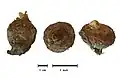 A. italicum