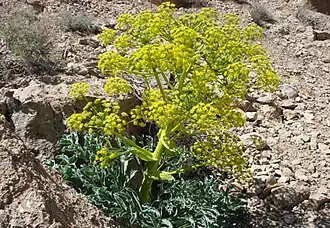 Color photograph of a herbaceous plant with numerous yellow-flowered umbels on rocky, dry soil.