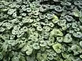 Leaves